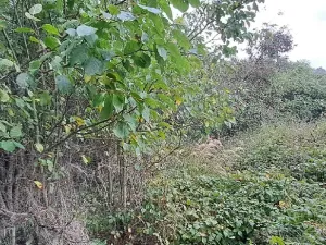 Prodej pozemku pro bydlení, Rabí, 1395 m2