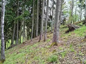 Prodej lesa, Bečov nad Teplou, 11646 m2