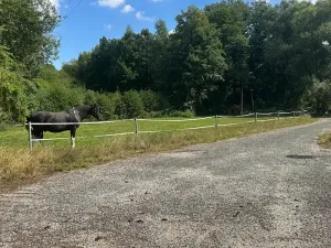 Prodej ubytování, Bílé Poličany, 1000 m2