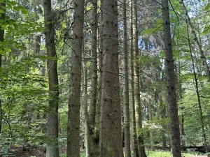 Prodej lesa, Zbýšov, 1719 m2