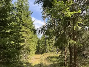 Prodej lesa, Novosedly nad Nežárkou, 67560 m2