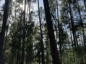 Prodej lesa, Novosedly nad Nežárkou, 67560 m2