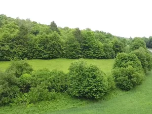 Dražba louky, Skorotice, 6028 m2