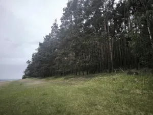 Prodej lesa, Čečelice, 21226 m2
