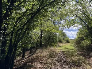 Prodej lesa, Vlkančice, 10739 m2