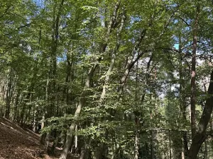 Prodej lesa, Vlkančice, 10739 m2