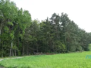 Prodej lesa, Zábřeh, 78836 m2