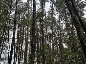 Prodej lesa, Lažany, 7152 m2