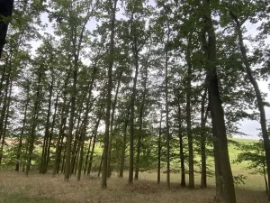 Prodej lesa, Ostřetín - Vysoká u Holic, 11957 m2