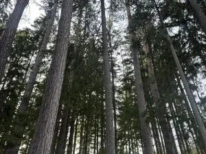 Prodej podílu lesa, Buk, 3198 m2