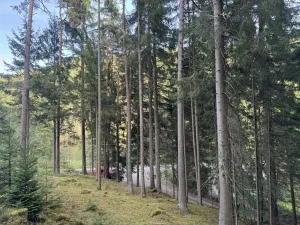 Prodej podílu lesa, Buk, 3198 m2