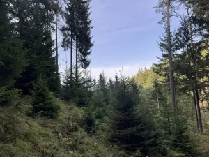 Prodej podílu lesa, Buk, 3198 m2
