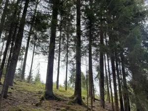 Prodej podílu lesa, Buk, 3198 m2