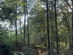 Prodej podílu lesa, Albrechtice, 2552 m2