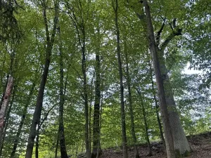 Prodej podílu lesa, Dolní Studénky, 11507 m2