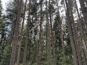 Prodej lesa, Velké Opatovice, 61114 m2