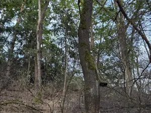 Prodej rybníku, Vráž, 3145 m2