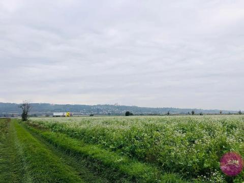 Prodej pole, Hlušovice, Hlavní, 21568 m2