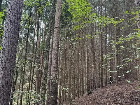 Prodej pozemku, Slavče, 13051 m2