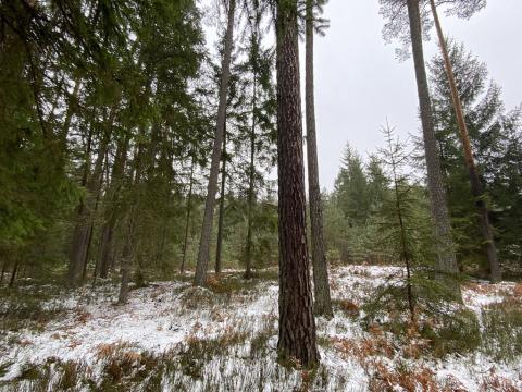 Prodej lesa, Rapšach, 13087 m2