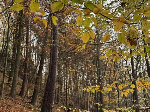 Prodej lesa, Vyskeř, 3510 m2