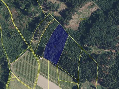 Prodej lesa, Hořice, 11250 m2
