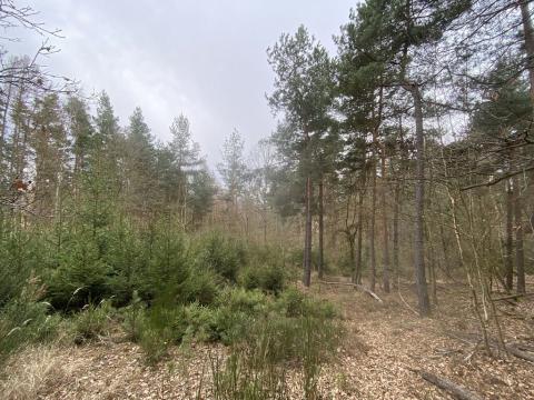 Prodej lesa, Miloňovice - Sudkovice, 2768 m2