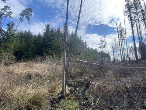 Prodej lesa, Červený Hrádek, 104 m2
