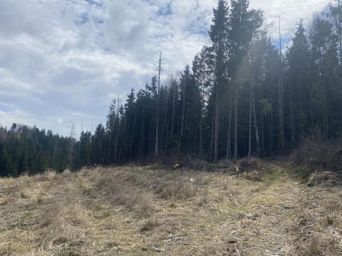 Prodej lesa, Červený Hrádek, 574 m2
