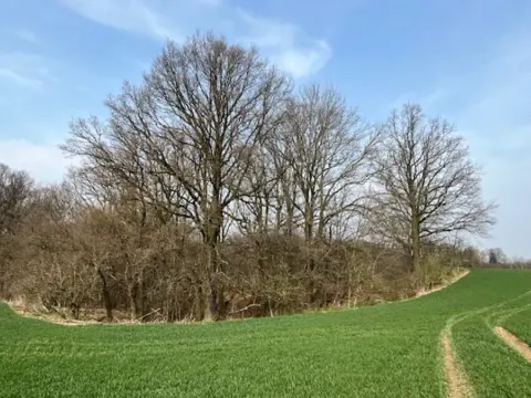 Dražba lesa, Markvartovice, 2019 m2