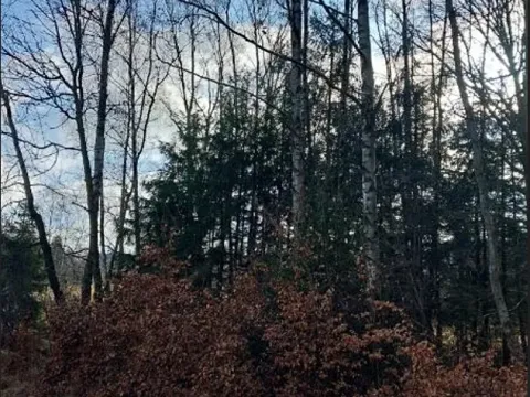 Prodej lesa, Střítež pod Křemešníkem, 608 m2