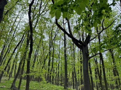Prodej lesa, Brno, 2492 m2