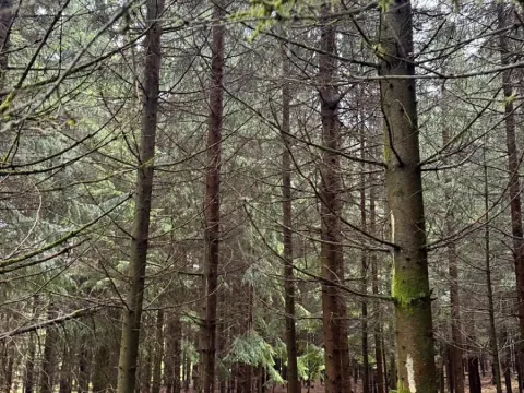 Prodej lesa, Bukovina u Čisté, 29196 m2