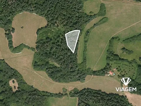 Prodej lesa, Pačejov, 2837 m2
