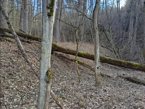 Prodej lesa, Bojkovice, 3376 m2