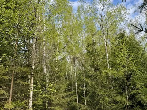 Prodej lesa, Předín, 6892 m2