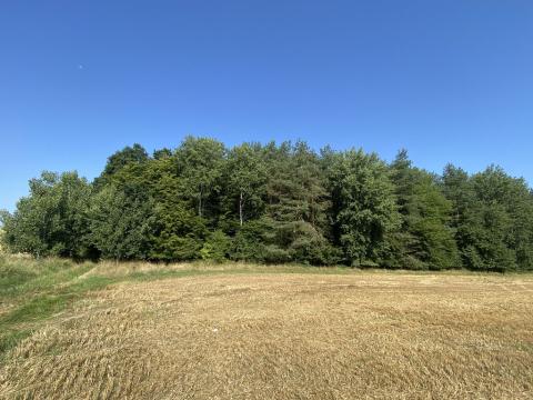Prodej lesa, Pavlov, 1118 m2