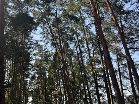 Prodej podílu lesa, Volenice, 3827 m2