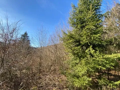 Dražba lesa, Ústí nad Labem, 11769 m2