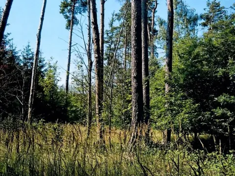 Prodej lesa, Výčapy, 1459 m2
