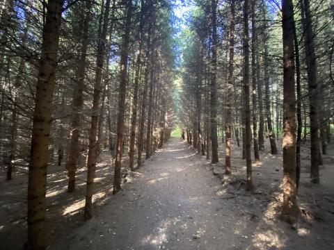 Prodej lesa, Lánov - Horní Lánov, 15996 m2