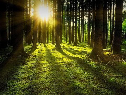 Prodej lesa, Volenice, 84000 m2