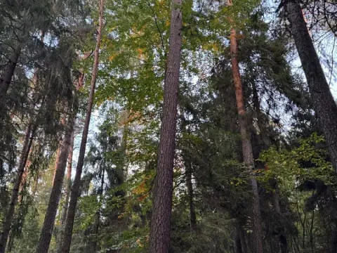 Prodej lesa, Velká Polom, 3922 m2