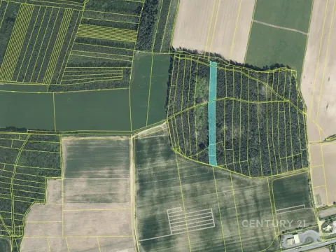 Prodej lesa, Staňkov, 4433 m2