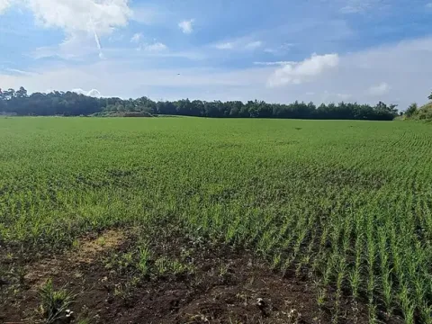 Pronájem komerčního pozemku, Kosoř, 16090 m2