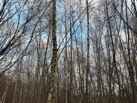 Prodej lesa, Kolinec, 1837 m2