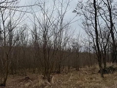 Prodej podílu lesa, Lesonice, 1518 m2