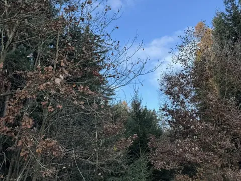 Prodej lesa, Dolany, 3023 m2