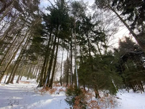 Prodej lesa, Volfířov - Brandlín, 406 m2