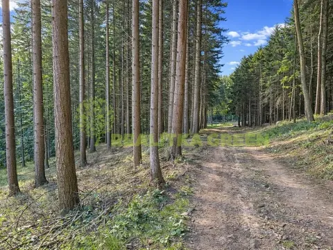 Prodej lesa, Zlín, Modřínová, 179312 m2